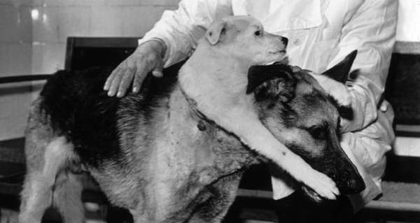 How Vladimir Demikhov Made A Two-Headed Dog