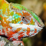 10 Remarkable Ways Wild Animals Show Respect and Affection