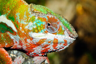 10 Remarkable Ways Wild Animals Show Respect and Affection