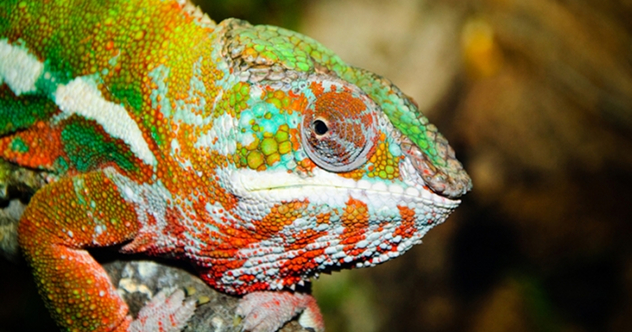 10 Remarkable Ways Wild Animals Show Respect and Affection