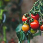 Top 10 Myths about GMOs