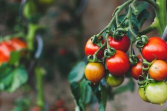 Top 10 Myths about GMOs