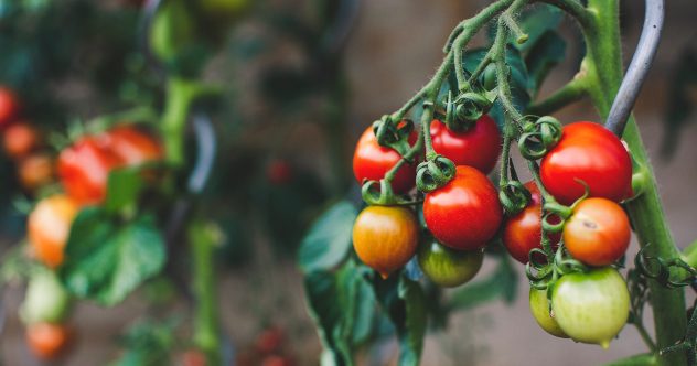 Top 10 Myths about GMOs