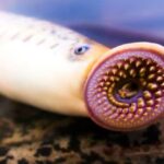 10 Animals with a Taste for Blood