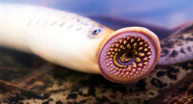 10 Animals with a Taste for Blood