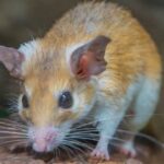 10 Bizarre Facts about Mice (That Aren’t Cheesy)