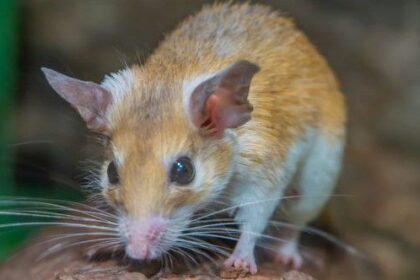 10 Bizarre Facts about Mice (That Aren’t Cheesy)