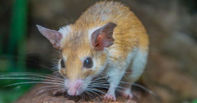 10 Bizarre Facts about Mice (That Aren’t Cheesy)