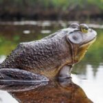 10 Times Ponds Were Surprisingly Strange