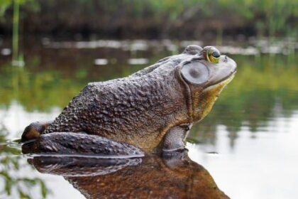 10 Times Ponds Were Surprisingly Strange