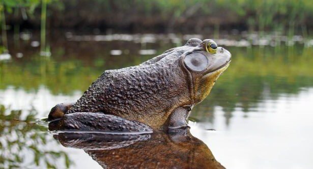 10 Times Ponds Were Surprisingly Strange