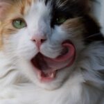 Why Do We Say “Cat’s Got Your Tongue” for Someone Who’s Quiet?
