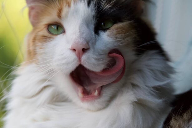 Why Do We Say “Cat’s Got Your Tongue” for Someone Who’s Quiet?