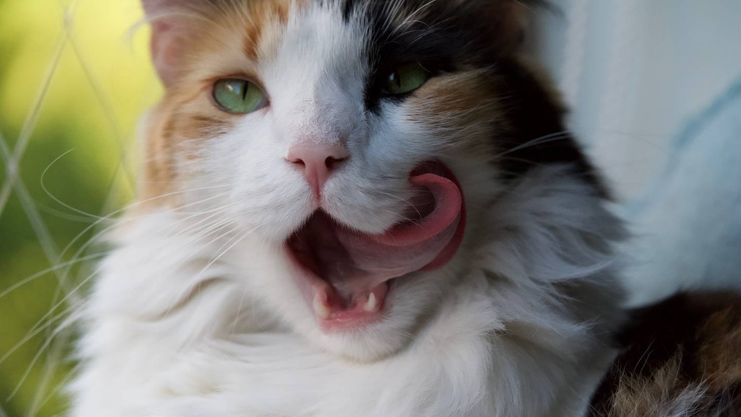 Why Do We Say “Cat’s Got Your Tongue” for Someone Who’s Quiet?