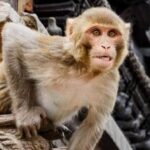 10 Times Animals Accidentally Triggered Major Human Disasters