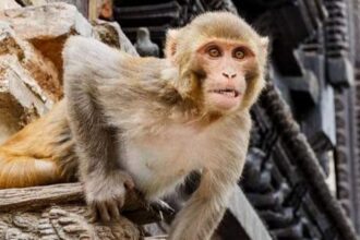 10 Times Animals Accidentally Triggered Major Human Disasters