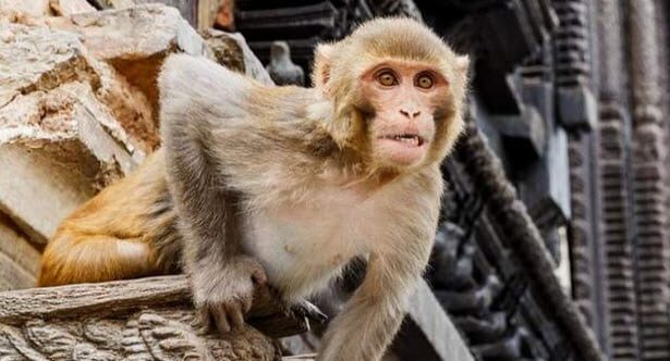 10 Times Animals Accidentally Triggered Major Human Disasters