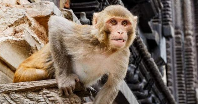 10 Times Animals Accidentally Triggered Major Human Disasters
