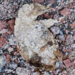 Snowmelt In Antarctica Reveals Graveyard Of Mummified Penguins