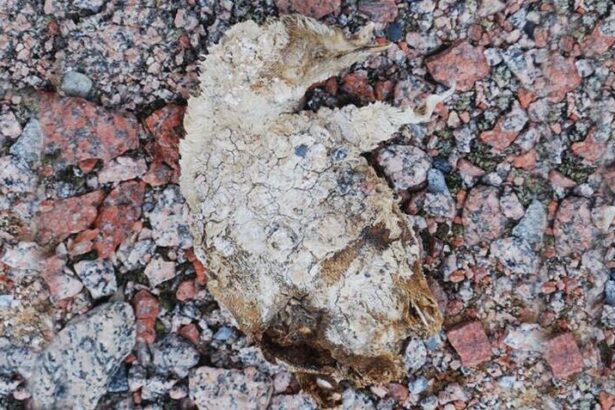 Snowmelt In Antarctica Reveals Graveyard Of Mummified Penguins