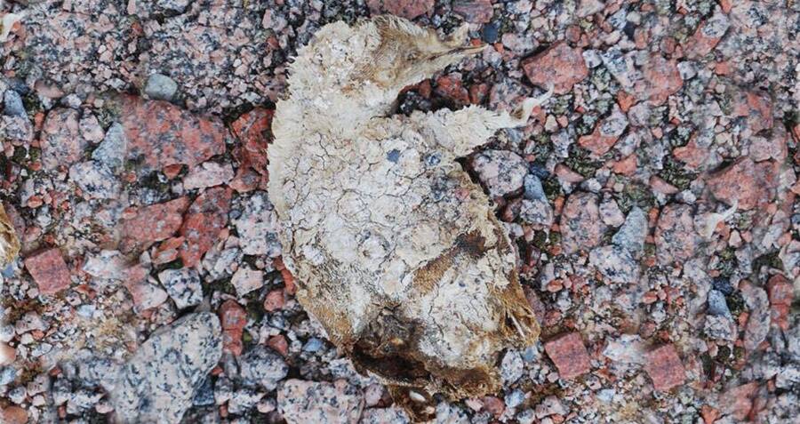 Snowmelt In Antarctica Reveals Graveyard Of Mummified Penguins