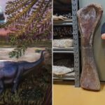 Scientists Identify Largest Dinosaur Ever Found In Southeast Asia