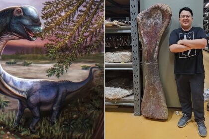 Scientists Identify Largest Dinosaur Ever Found In Southeast Asia