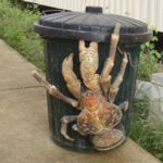 The Massive Crustacean Of The Indo-Pacific