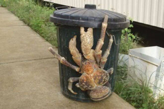 The Massive Crustacean Of The Indo-Pacific
