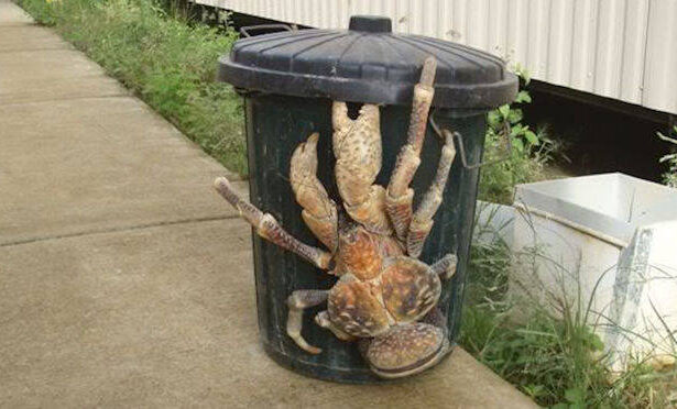 The Massive Crustacean Of The Indo-Pacific