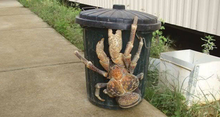 The Massive Crustacean Of The Indo-Pacific