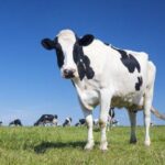10 Animals That Were Harmed in the Making of a Film