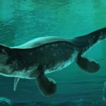 ‘T. Rex Of The Ocean’: Massive Prehistoric Reptile Discovered