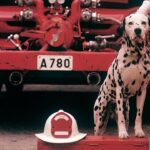 Why Are Dalmatians Associated With Firefighters?