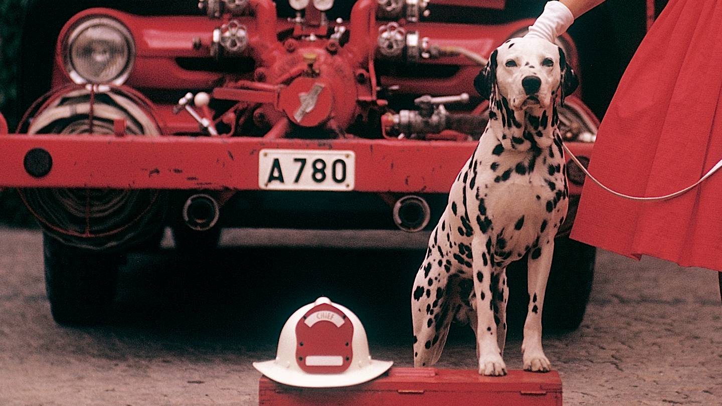 Why Are Dalmatians Associated With Firefighters?