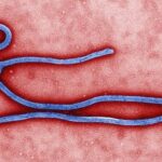 11 Little-Known Ebola Facts | KickassFacts
