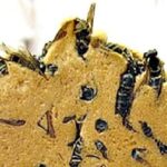 10 Most Bizarre Ways We Use Animals As Food