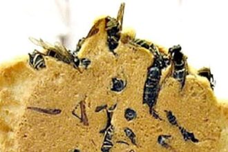 10 Most Bizarre Ways We Use Animals As Food