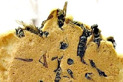 10 Most Bizarre Ways We Use Animals As Food
