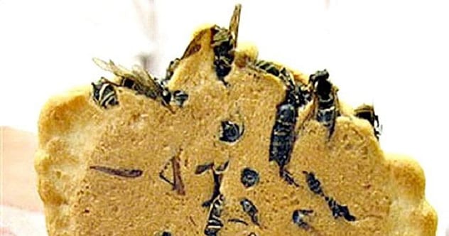 10 Most Bizarre Ways We Use Animals As Food