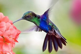 10 of the Most Gluttonous Animals