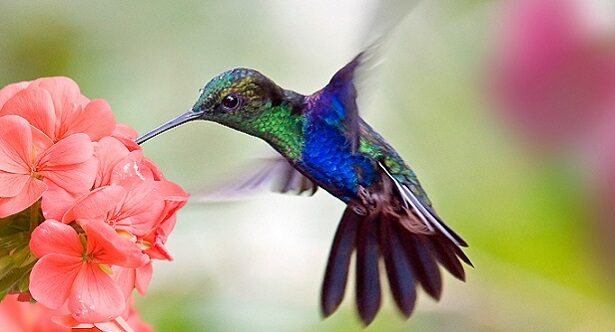 10 of the Most Gluttonous Animals