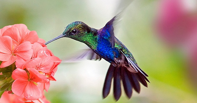 10 of the Most Gluttonous Animals