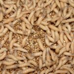 What Are Screwworms, The Insects Plaguing U.S. Livestock?