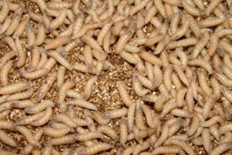 What Are Screwworms, The Insects Plaguing U.S. Livestock?