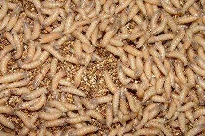 What Are Screwworms, The Insects Plaguing U.S. Livestock?