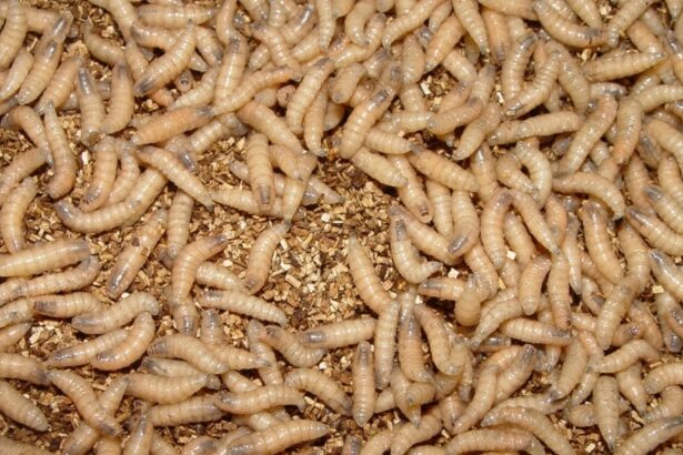 What Are Screwworms, The Insects Plaguing U.S. Livestock?