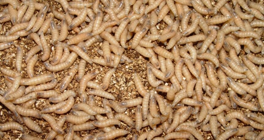 What Are Screwworms, The Insects Plaguing U.S. Livestock?