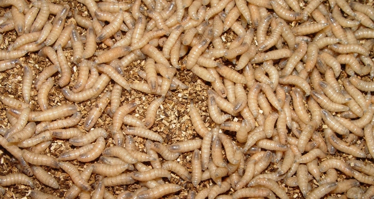 What Are Screwworms, The Insects Plaguing U.S. Livestock?