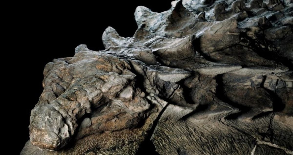 Nodosaurus, The Armored Dinosaur That Feasted On Ferns